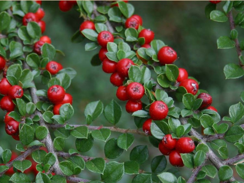 شیرخشت از نظر طب سنتی